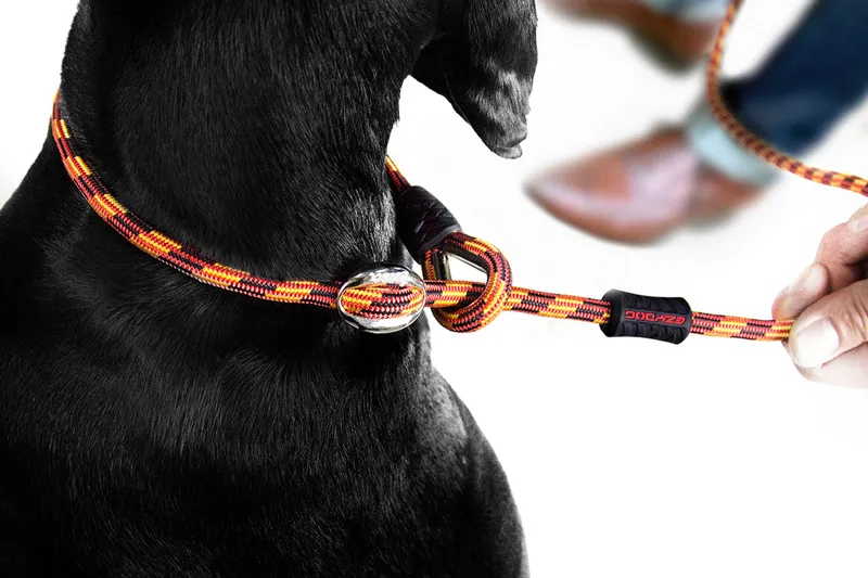 close up of dog wearing slip lead. ezydog.com.au