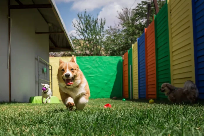 Dog running in the yard. Doggy daycares in Johannesburg