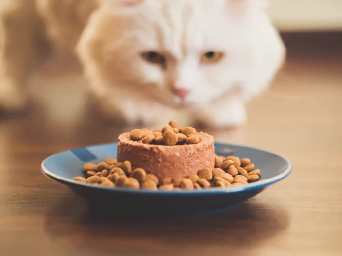 January cat food specials