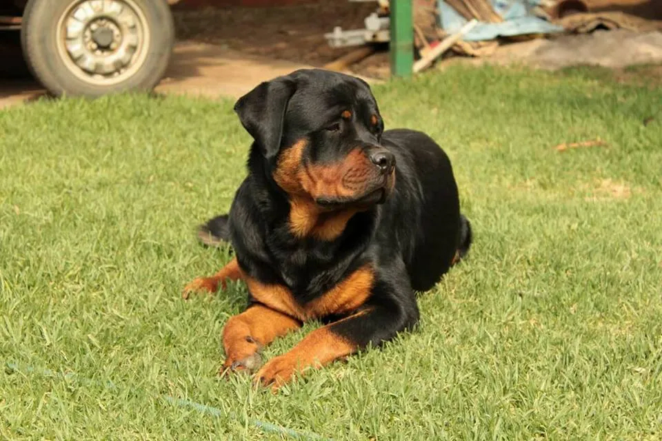 Rottweiller on the grass. Dog breeders in Gauteng.