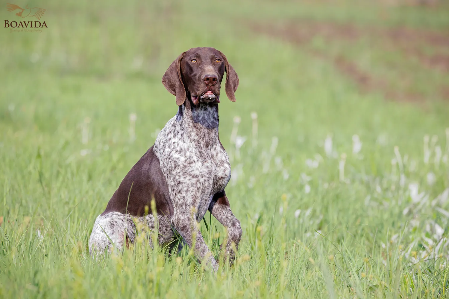 Hunting dog in a field. Dog breeders in Gauteng.