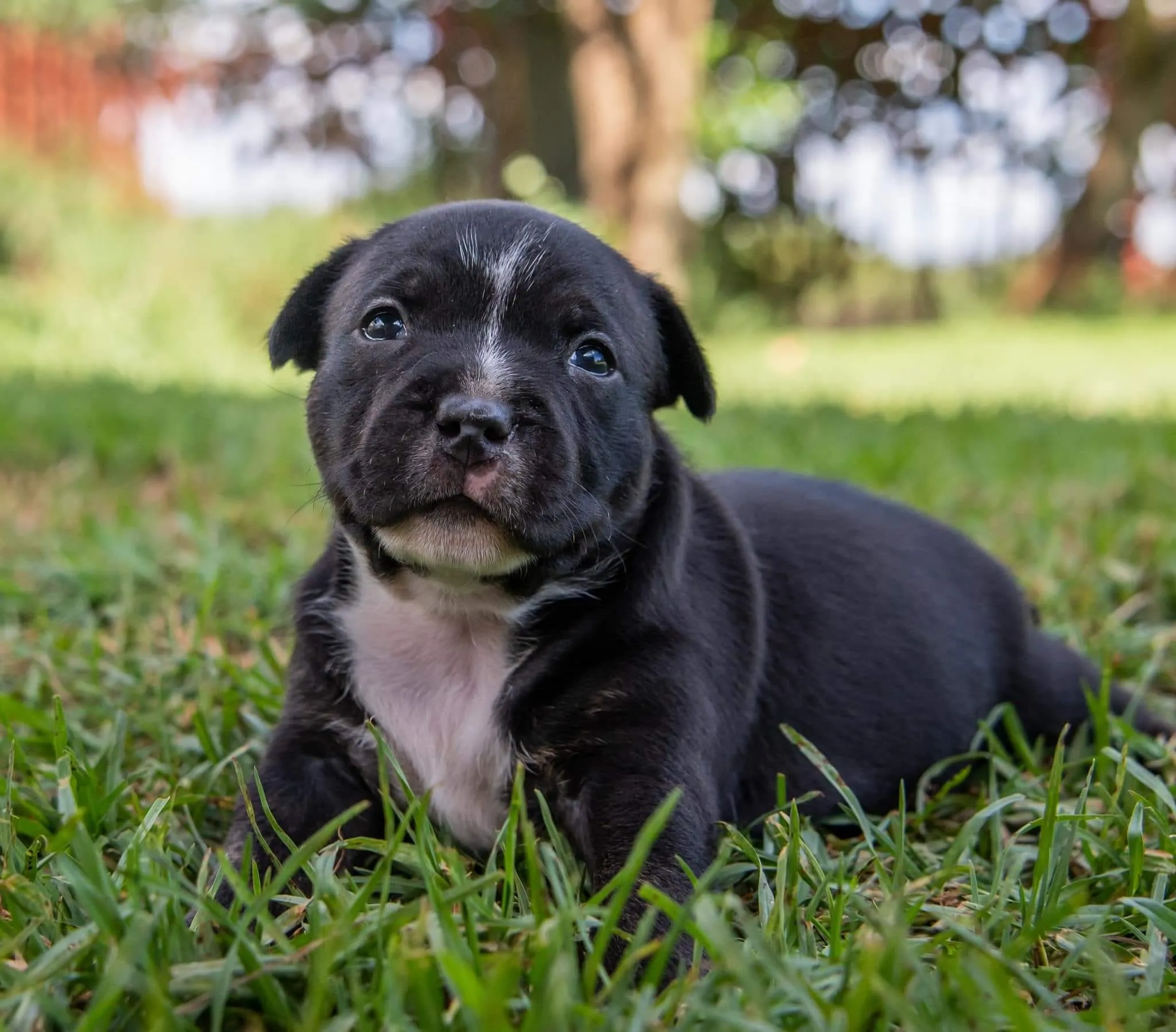Staffordshire puppy laying in the grass. Dog breeders in Gauteng.