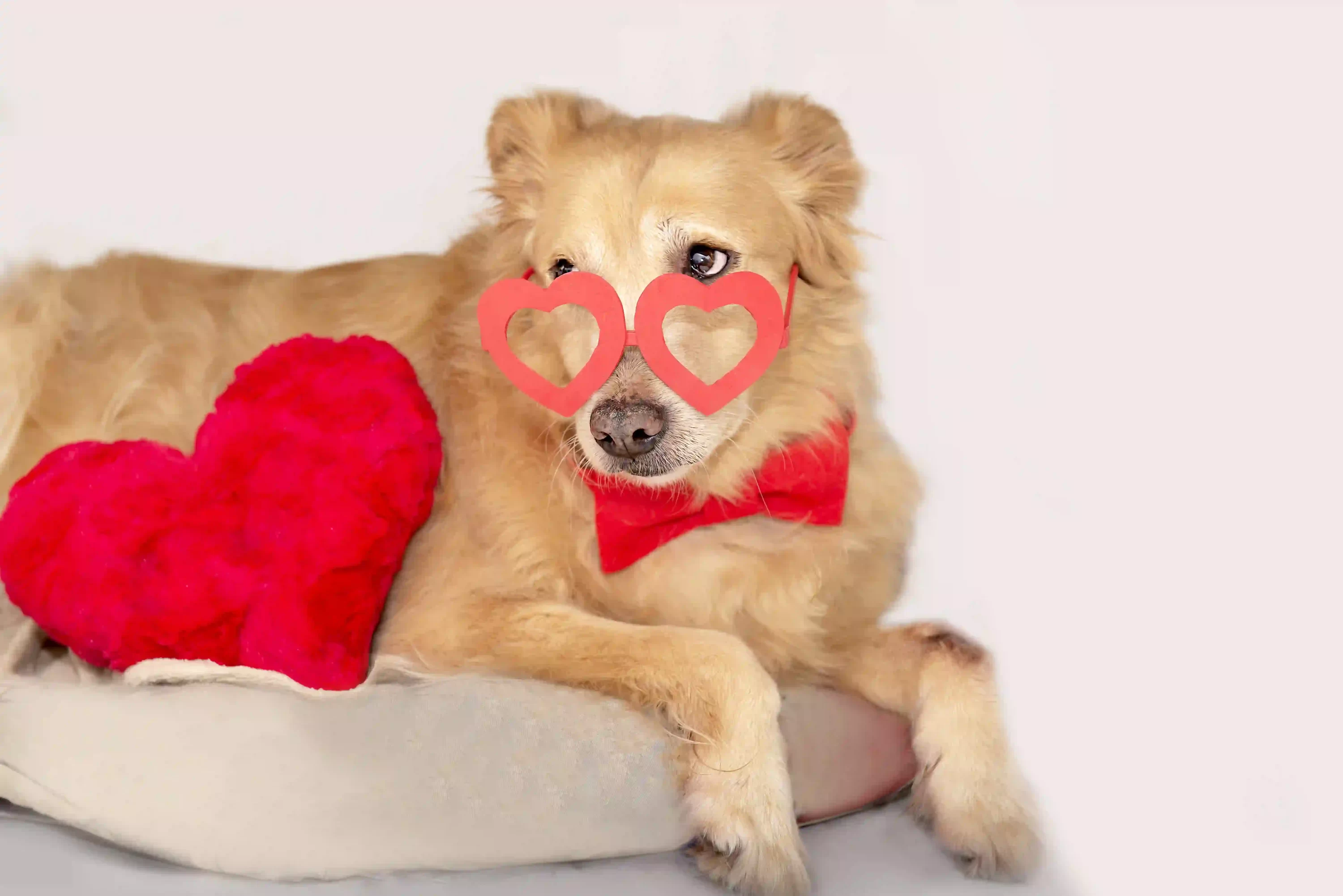 Dog wearing read bow tie and glasses. Valentines Day Gifts for pets.