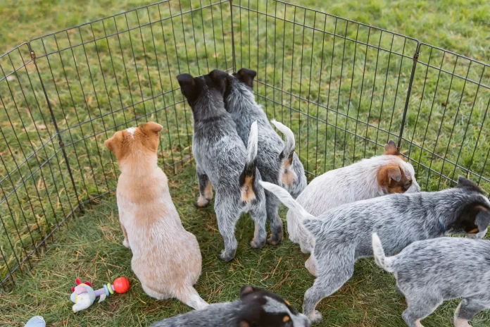 Dog breeder in Gauteng