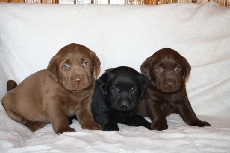 Labrador puppies on a bed. Dog breeders in Gauteng.