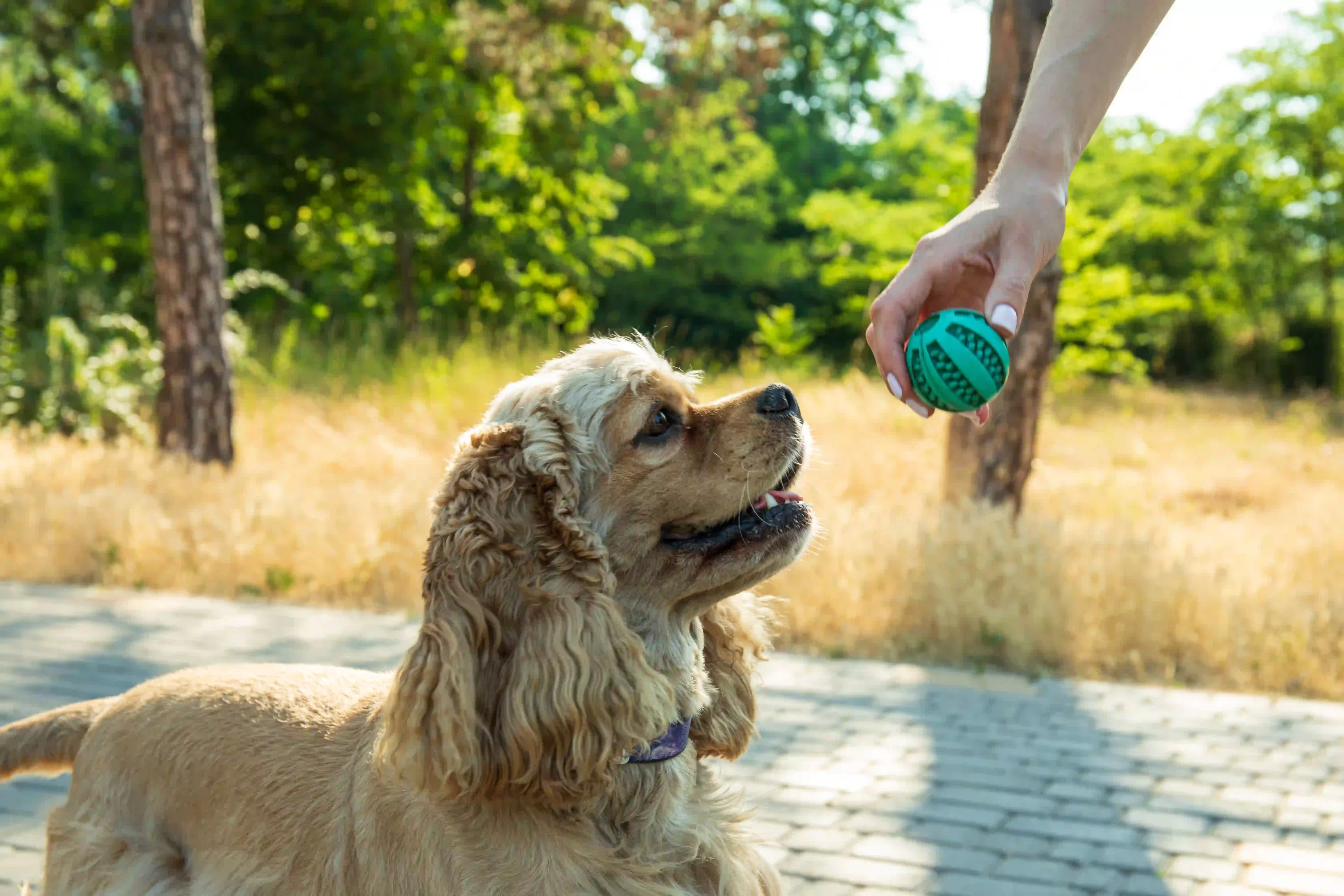 woman giving trat ball toy to dog. Valentines Day Gifts for pets
