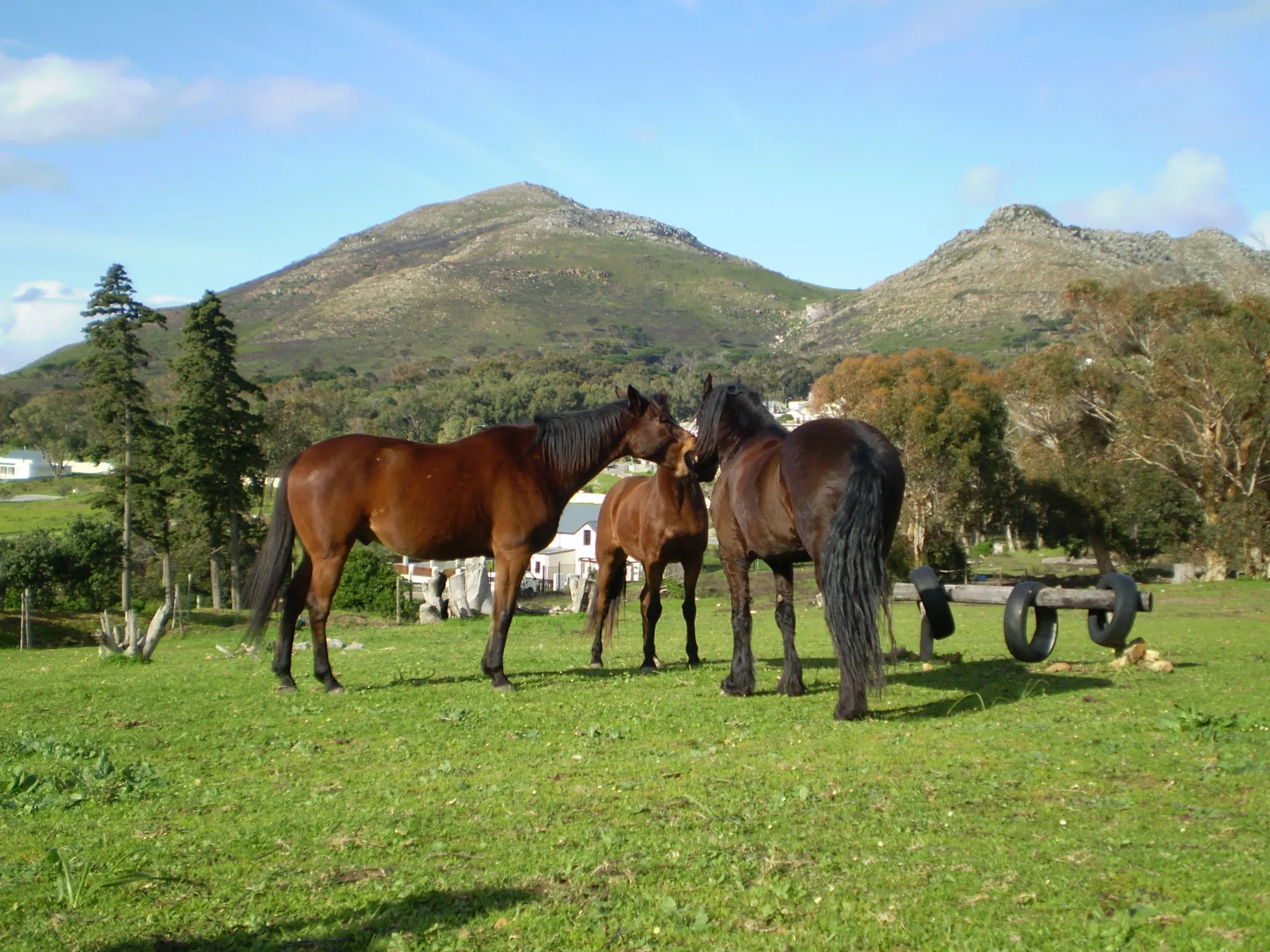 Horses in the field. Horse riding in the Western Cape