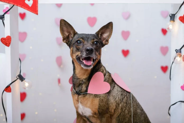 dog with Valentine's day booth. Valentines Day Gifts for pets