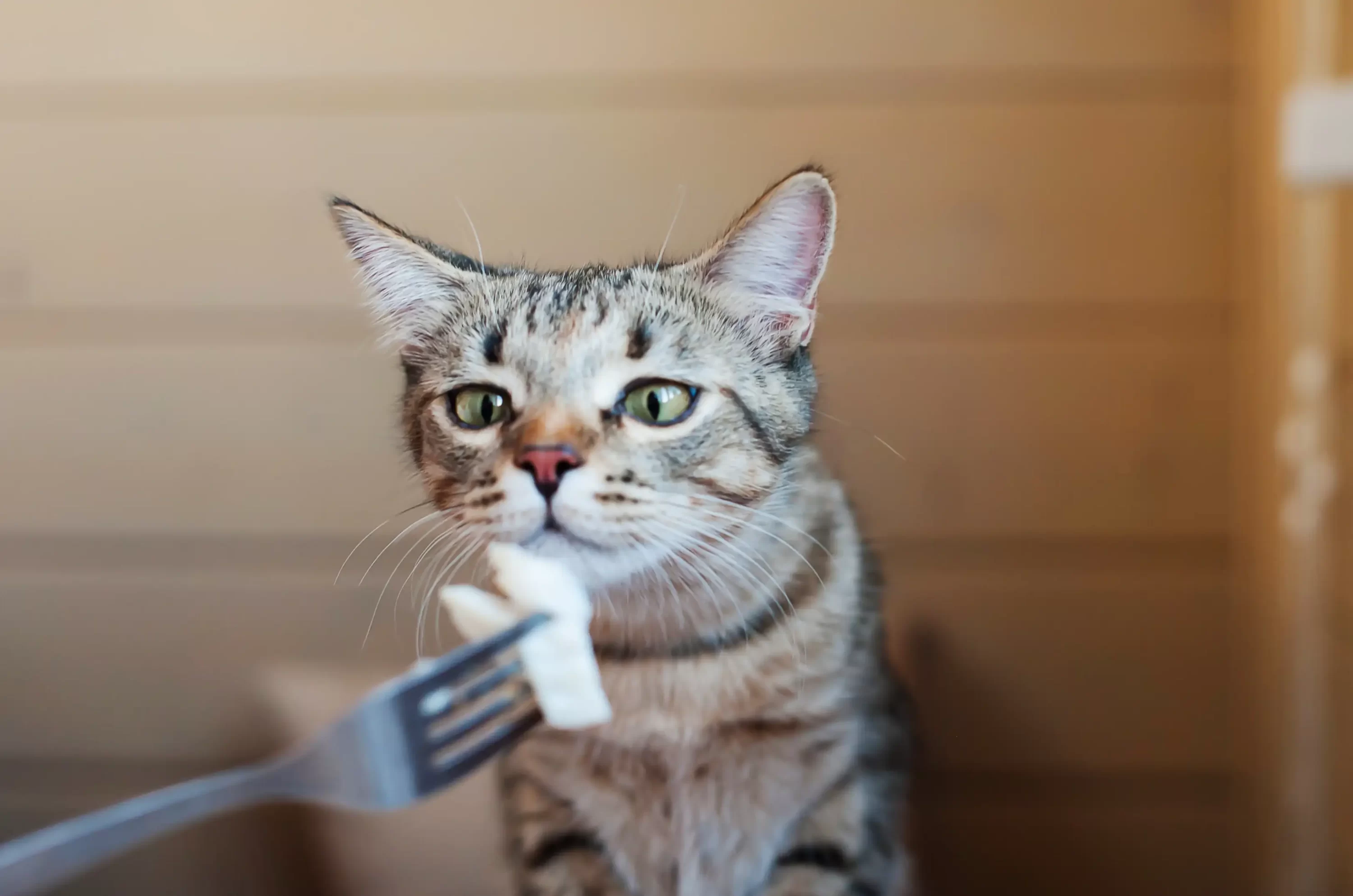 Dog eating food from fork. Salmon cat food ingredient