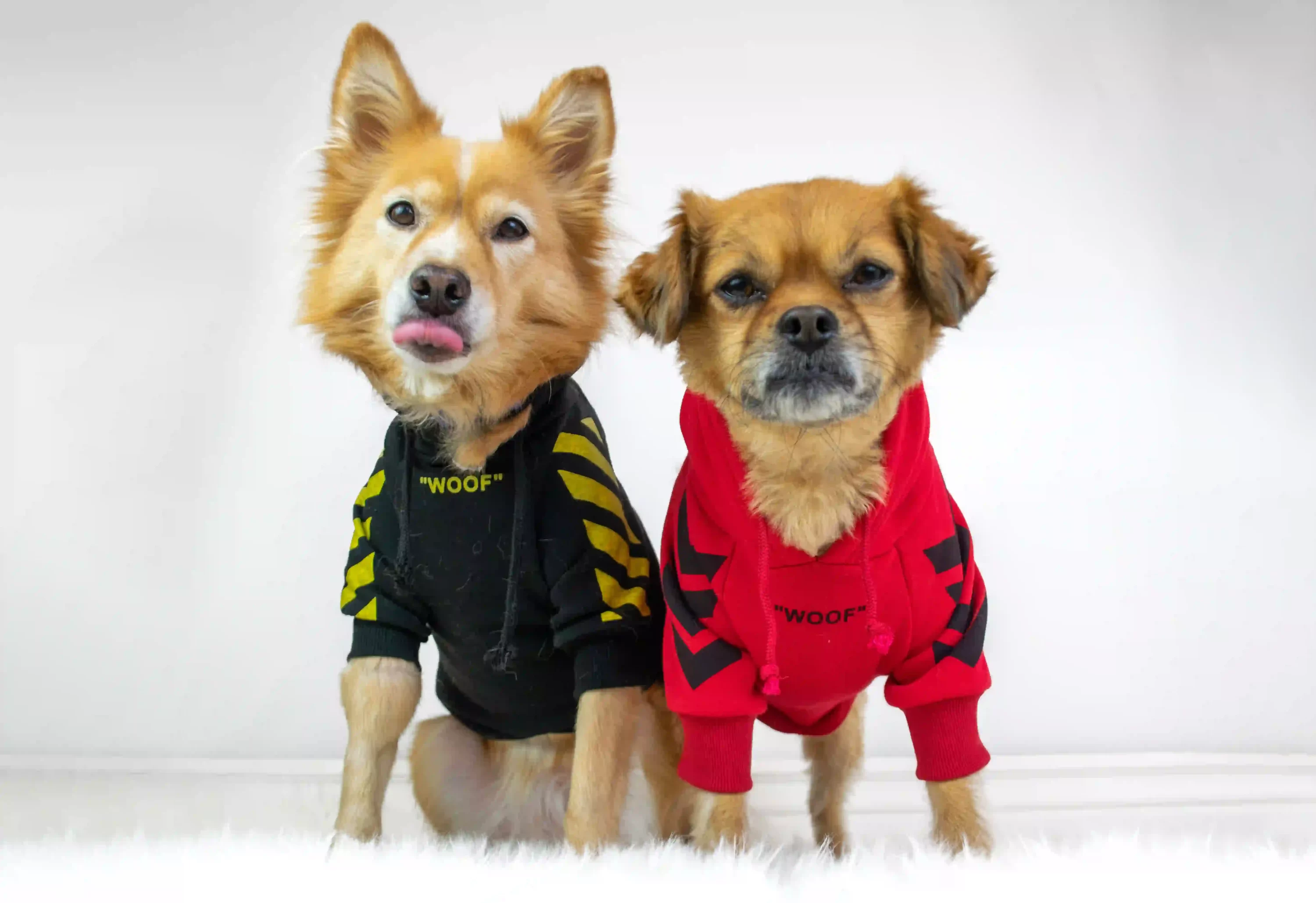 Two dogs wearing hoodies. Valentines Day Gifts for pets