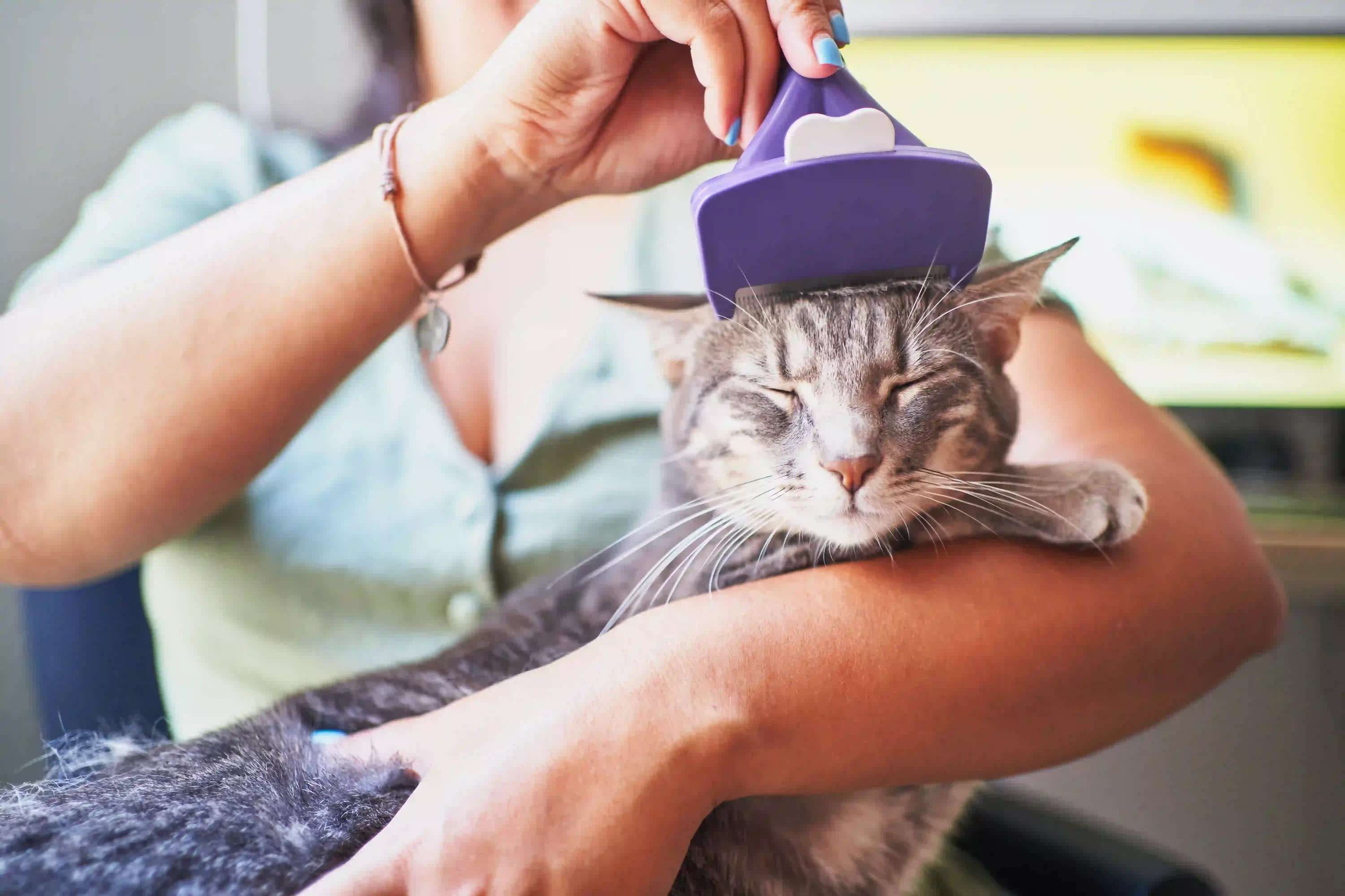 Woman brushing cat's head. Valentines Day Gifts for pets