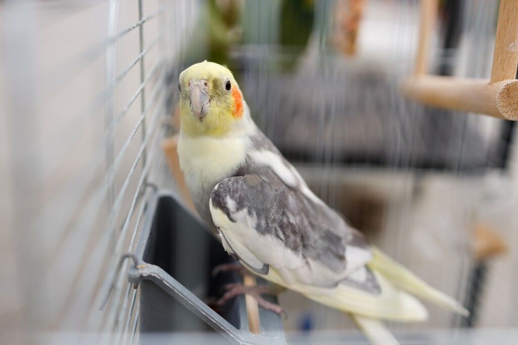 parrot bird in cage