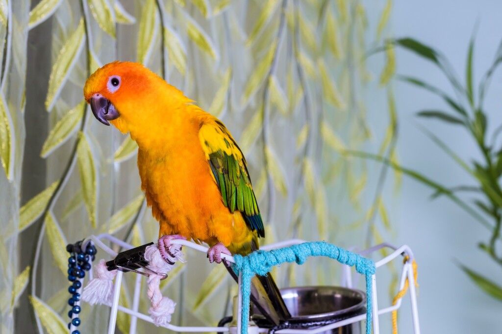 Orange parrot on toys