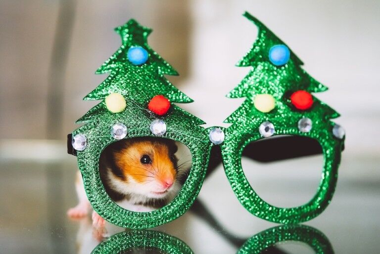 hamster looking through the christmas glasses