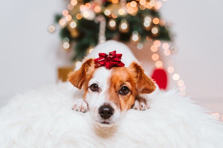 dog with ribbon on head in front of christmas tree