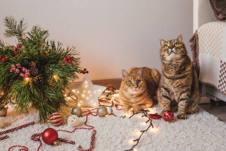 two cats surrounded by Christmas decorations