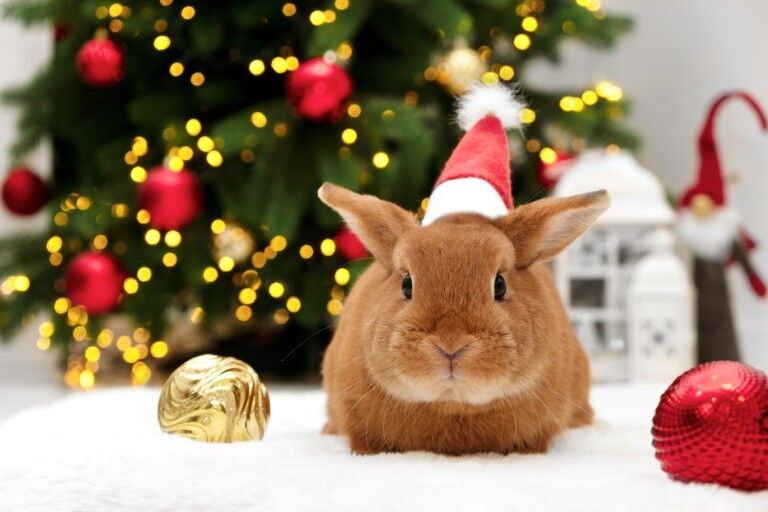 bunny wearing a christmas hat