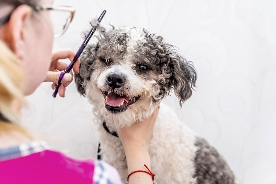 Dog being groomed with a scissor