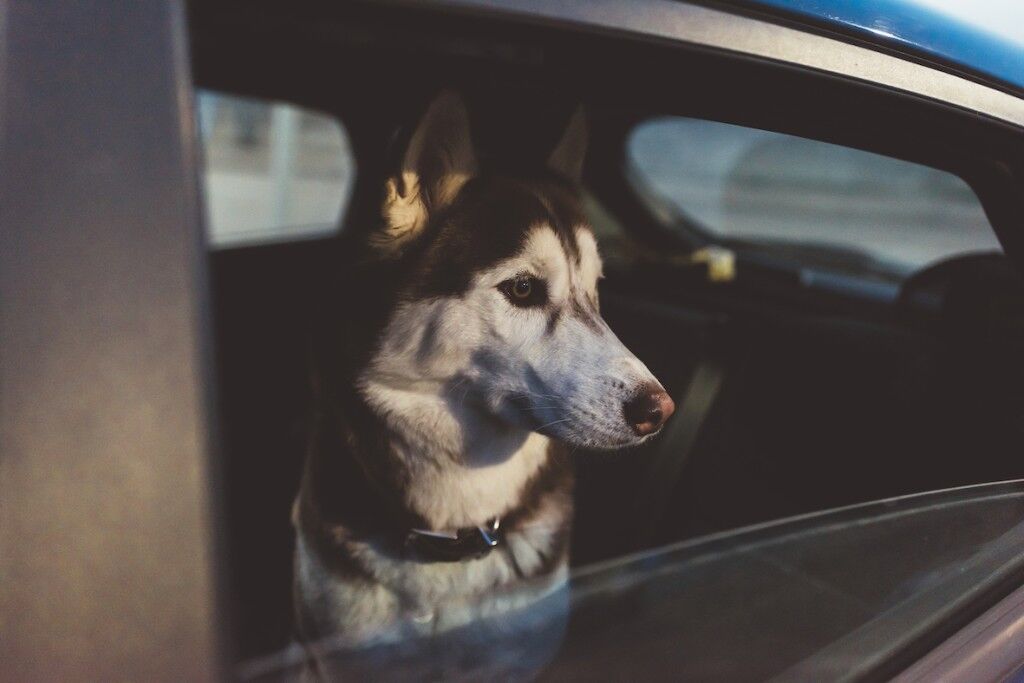 Dog in a car look away