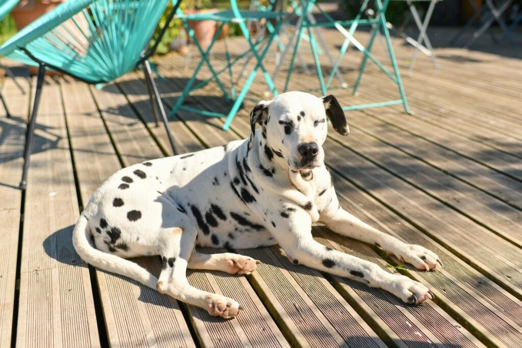 Dog laying in the sun.