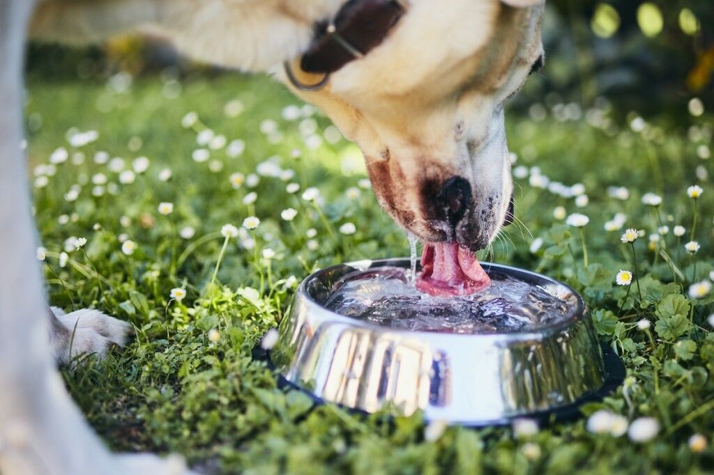 Thirsty dog drinking water in dog bowl