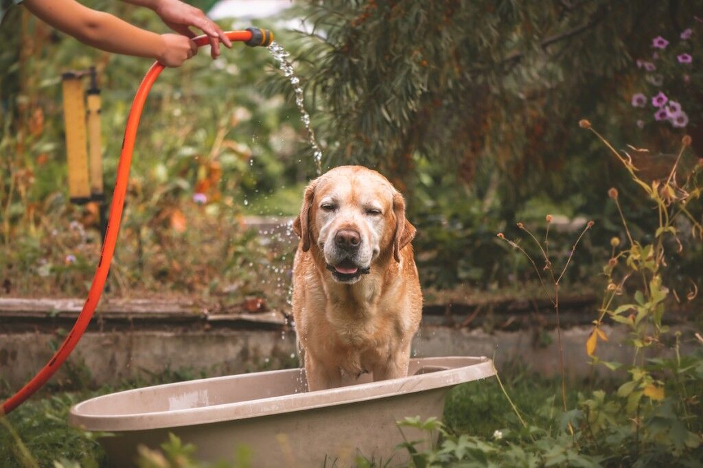 Labrador dog watered from a hose outdoors