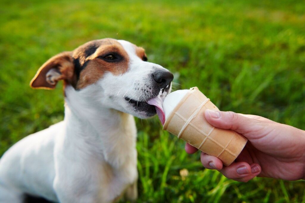 Small dog eats ice cream with hand