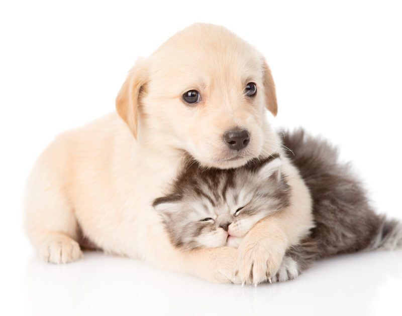 RCL - Ultra Pet | Puppy and Kitten